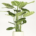 Green Leafy Potted Plant With Striped Foliage In White Ceramic Pot For Indoor Decor