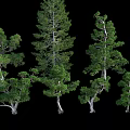 Various Evergreen Arbor Trees With Different Trunk Shapes And Lush Green Foliage