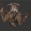 Modern Eagle Large Eagle Raptor 3d model