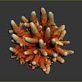 Coral Red Coral White Coral Blue Coral Gold Coral Black Coral Ball Coral Grass Coral Fine Finger Anemone 3d model