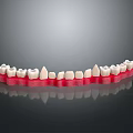 3D Rendered Dental Organ Model Featuring White Teeth And Red Gums Design