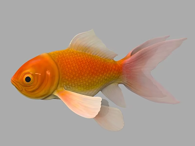 Vibrant Orange And Yellow Goldfish With Flowing Fins And Tail In Aquatic Environment 3d model