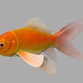 Vibrant Orange And Yellow Goldfish With Flowing Fins And Tail In Aquatic Environment