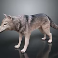 Realistic 3D Wolf Model With Gray White Fur And Black Stripes Standing Pose 3d model