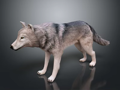 Modern Wolf Cartoon Wolf 3d model