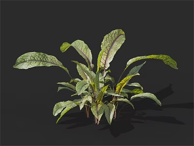 Fresh Green Leafy Vegetable With Vibrant Purple Veins And Lush Foliage 3d model