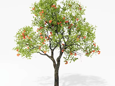 Healthy Lush Arbor Tree with Green Leaves and Red Fruits on Branches 3d model