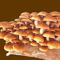 Fresh Brown Cap Mushrooms with White Stems Growing Clustered on Organic Substrate