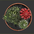 Decorative Green Cactus With Red Flowers In Terracotta Pot Succulent Plants