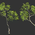 Tall Curved Trees With Green Foliage And Human Figure For Scale