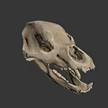 3D Rendered Animal Skull With Detailed Anatomical Features And Gray Background