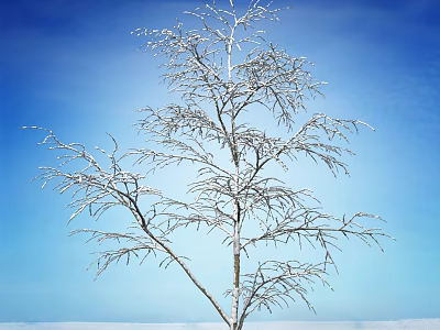 Tall Bare Arbor With Snow Covered Branches Against Clear Blue Sky 3d model