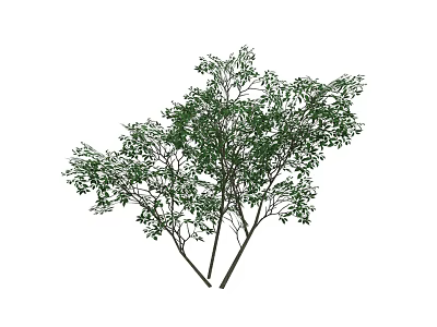 Lush Green Tree With Dense Foliage And Multiple Branches In Natural Growth 3d model