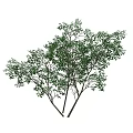 Lush Green Tree With Dense Foliage And Multiple Branches In Natural Growth 3d model
