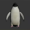 Adorable Penguin With Black And White Feathers And Pink Feet Standing On Dark Background