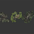 Bonsai Trees With Different Forms Twisted Trunks And Lush Foliage On Black Smooth Surface