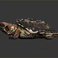 Colorful Turtle With Vibrant Red And Black Shell On Dark Background