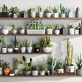 Decorative Indoor Potted Cactus and Succulent Plants on Multi Tiered Shelves