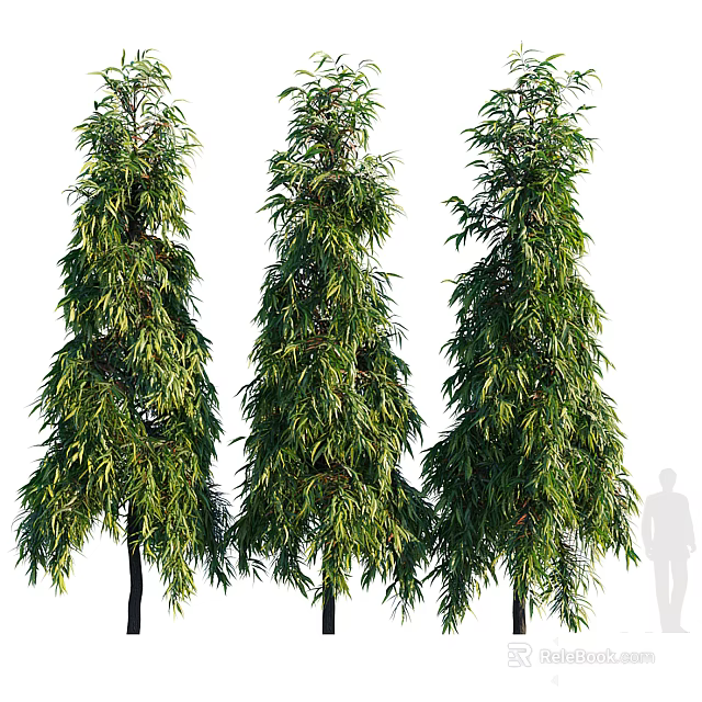 Three Tall Trees With Human Silhouette Showing Height Comparison Scene 3d model 