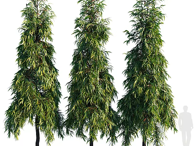 Three Tall Trees With Human Silhouette Showing Height Comparison Scene 3d model