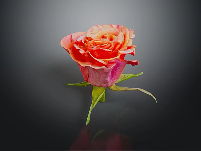 Orange Pink Rose With Layered Petals Green Stem And Leaves On Dark Background 3d model