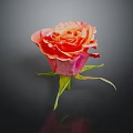 Orange Pink Rose With Layered Petals Green Stem And Leaves On Dark Background