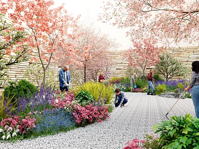 Vibrant Pink Cherry Blossom Trees Purple Pink Flowers In Garden With Gravel Path And People 3d model