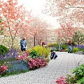 Vibrant Pink Cherry Blossom Trees Purple Pink Flowers In Garden With Gravel Path And People