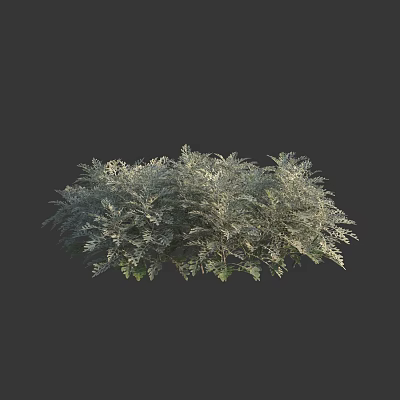 Ornamental Silver Feathery Leaf Shrub With Dense Lush Growth For Outdoor Garden Landscaping 3d model