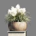 Bonsai Potted Plants On Stone Pedestals With Green And White Foliage In Minimalist Natural Style