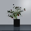Bonsai Plant With Green And Red Leaves In Black Cylindrical Pot On Light Table