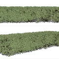 Green Shrub Hedge Well Trimmed for Garden Landscaping Outdoor Decoration Design