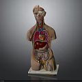 Human Anatomy Torso Model Displaying Internal Organs On Base With Detailed Structures 3d model