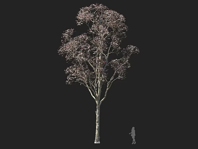 Tall Arbor With Pink Purple Foliage Slender Trunk And Human Figure Size Comparison Dark Background 3d model