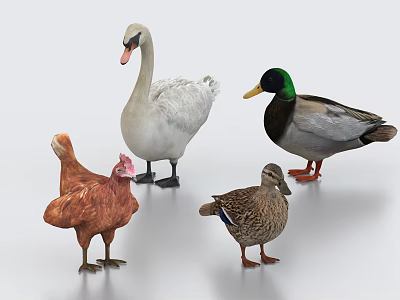 Realistic 3D Models of Swan Duck and Hen 3d model
