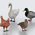 Chicken Duck Goose Hen Old Hen Chick Duck Meat Duck Goose Swan Poultry 3d model