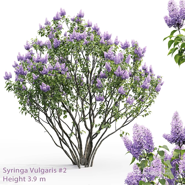 Decorative Ornament Set with Purple Lilac Flowers Green Leaves Branch Trunk Design for Home 3d model 
