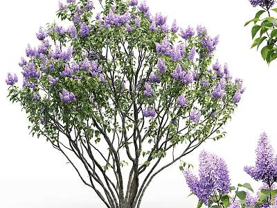 Decorative Ornament Set with Purple Lilac Flowers Green Leaves Branch Trunk Design for Home 3d model