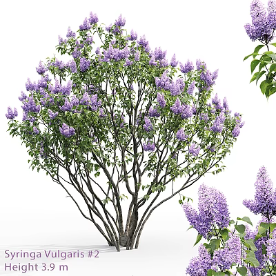 Decorative Ornament Set with Purple Lilac Flowers Green Leaves Branch Trunk Design for Home 3d model