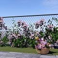 Beautiful Pink Flowers Climbing On Wire Mesh Fence With Green Grass And Woven Flower Basket