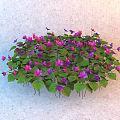 Vibrant Flowering Plant With Purple And Pink Flowers And Green Leaves In Round Cluster