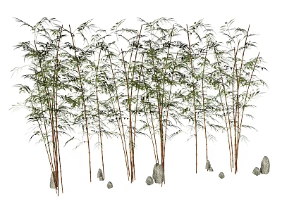 Lush Arbor Trees With Slender Trunks Green Leaves And Stones In Natural Environment 3d model