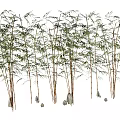 Lush Arbor Trees With Slender Trunks Green Leaves And Stones In Natural Environment