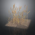 Golden Wheat Stalks Growing On Square Sandy Ground With Dark Background