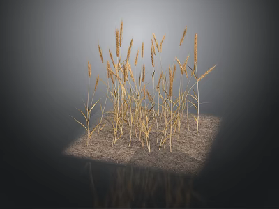 Golden Wheat Stalks Growing On Square Sandy Ground With Dark Background 3d model