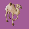 The Modern Camel 3d model