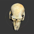 Detailed Handcrafted Monkey Skull Sculpture on Black Background with Reflection