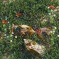 Vibrant Orange Butterflies Flying Over Green Grass With Rocks And White Flowers