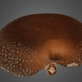 Lentinus edodes mushroom scanning Lentinus edodes plant crops 3d model