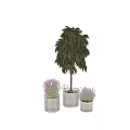 Potted Plants Featuring Purple Lavender and Green Leaves in White Woven Pots of Various Sizes